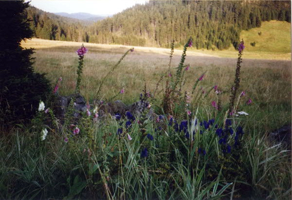 Blumen Neuhaus im Erzgebirge