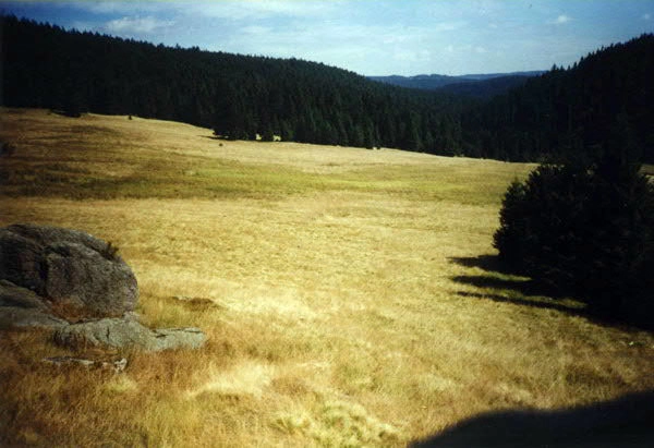 Wiese Richtung Osten